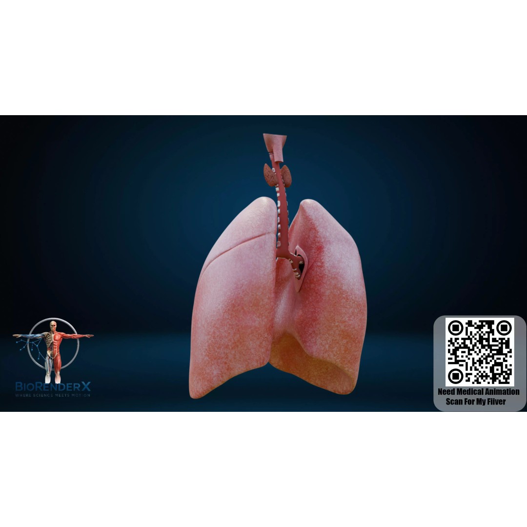 Human Respiratory System 3D Model – Low Poly Medical Asset, FBX - View 3