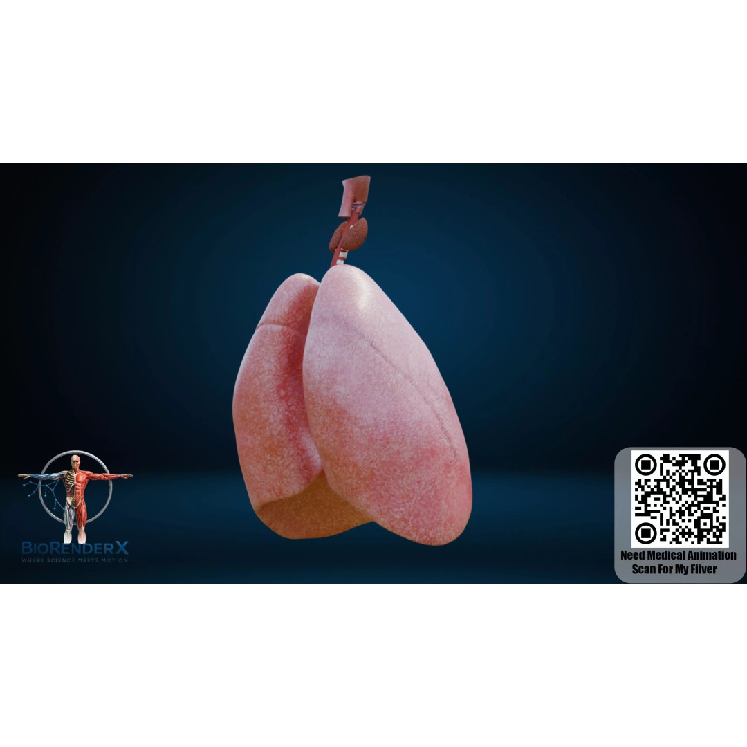 Human Respiratory System 3D Model – Low Poly Medical Asset, FBX - View 4