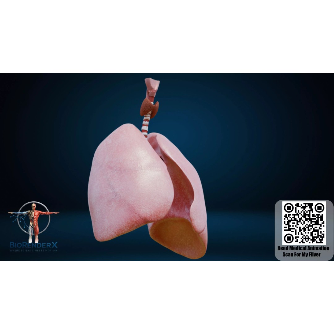 Human Respiratory System 3D Model – Low Poly Medical Asset, FBX - View 5
