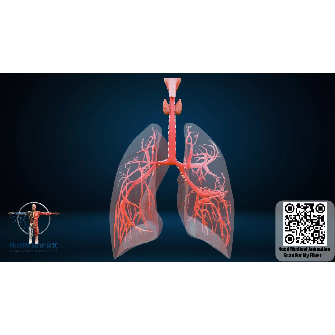 Human Respiratory System 3D Model – Low Poly Medical Asset, FBX - View 6
