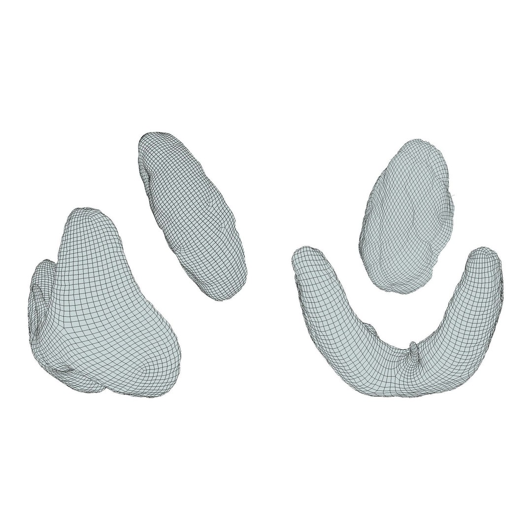 Healthy Thyroid 3D Model – Low Poly Medical Asset, FBX, OBJ