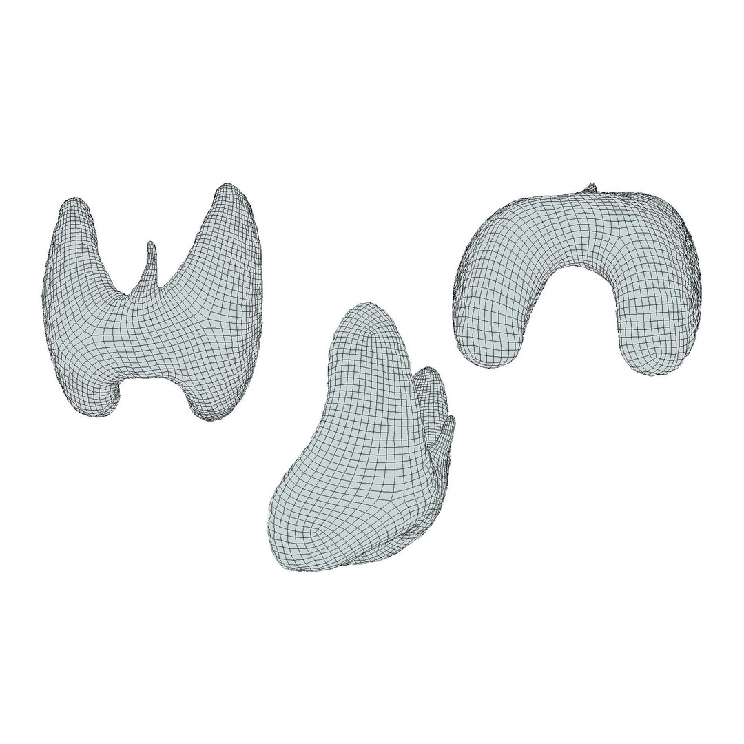 Healthy Thyroid 3D Model – Low Poly Medical Asset, FBX, OBJ - View 10