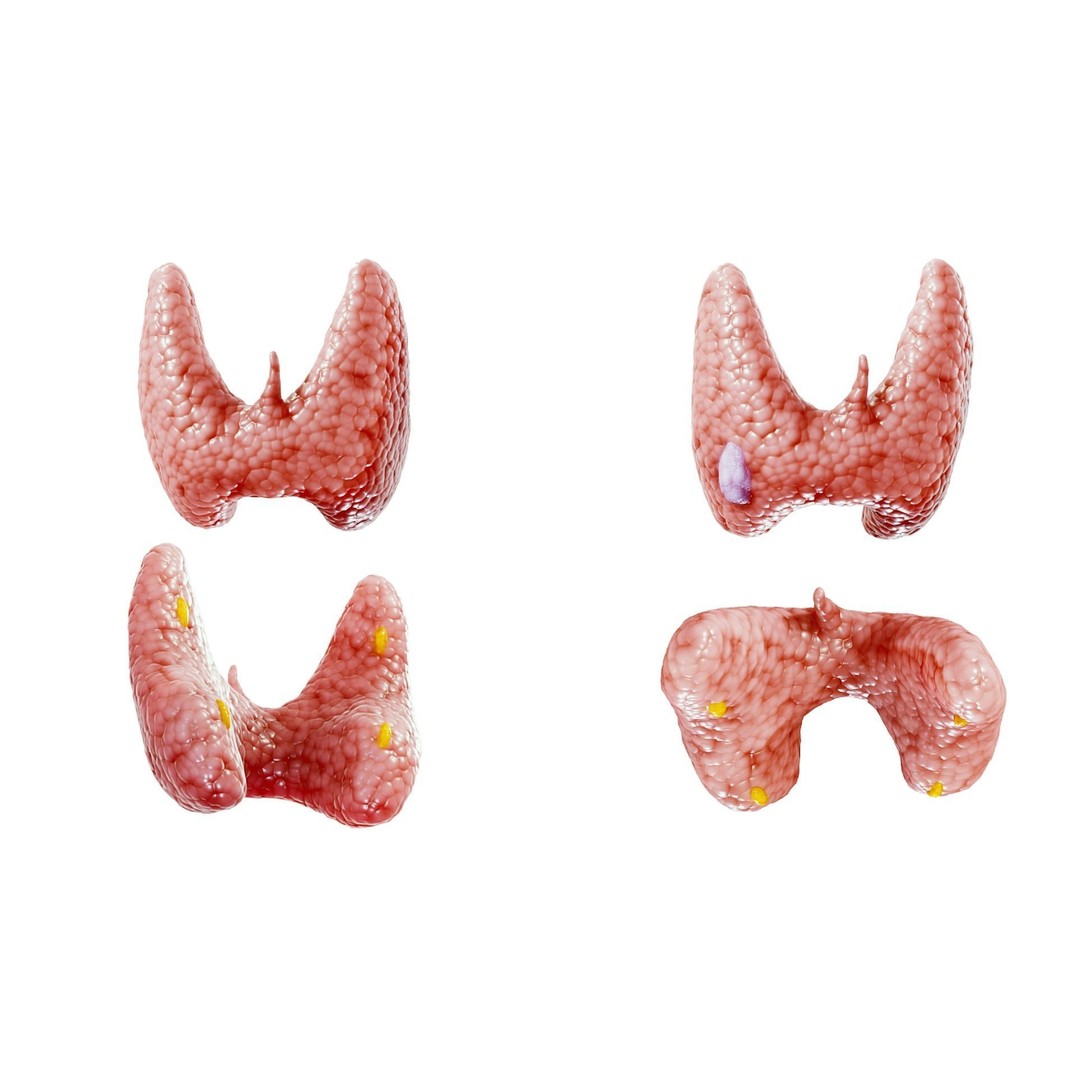 Healthy Thyroid 3D Model – Low Poly Medical Asset, FBX, OBJ - View 3
