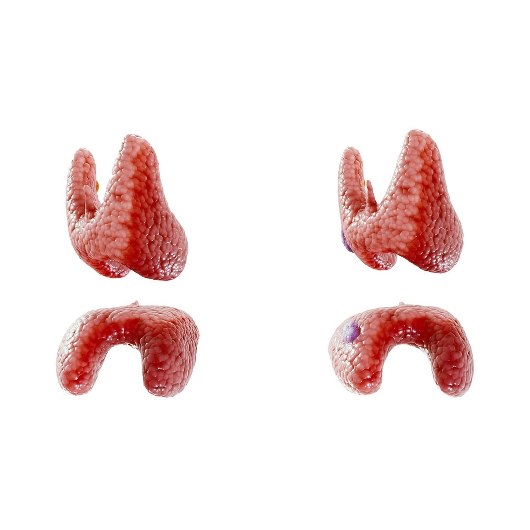 Healthy Thyroid 3D Model – Low Poly Medical Asset, FBX, OBJ - View 4