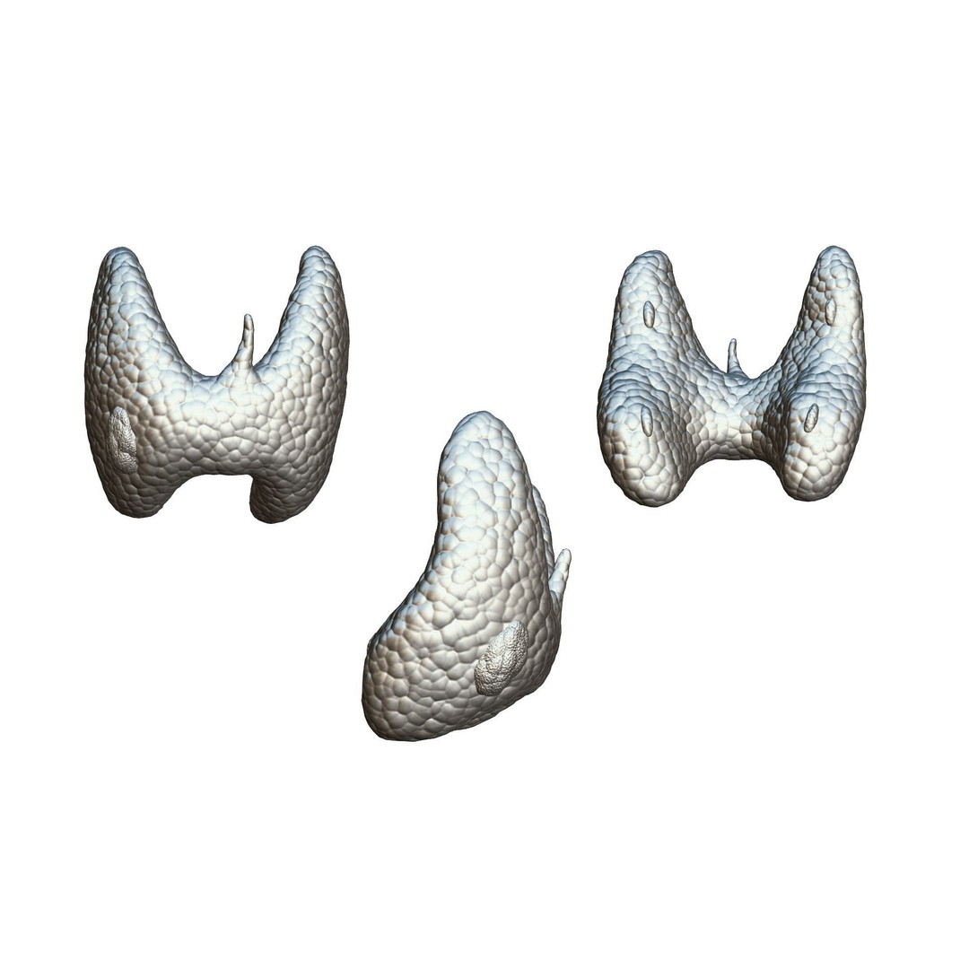Healthy Thyroid 3D Model – Low Poly Medical Asset, FBX, OBJ - View 6