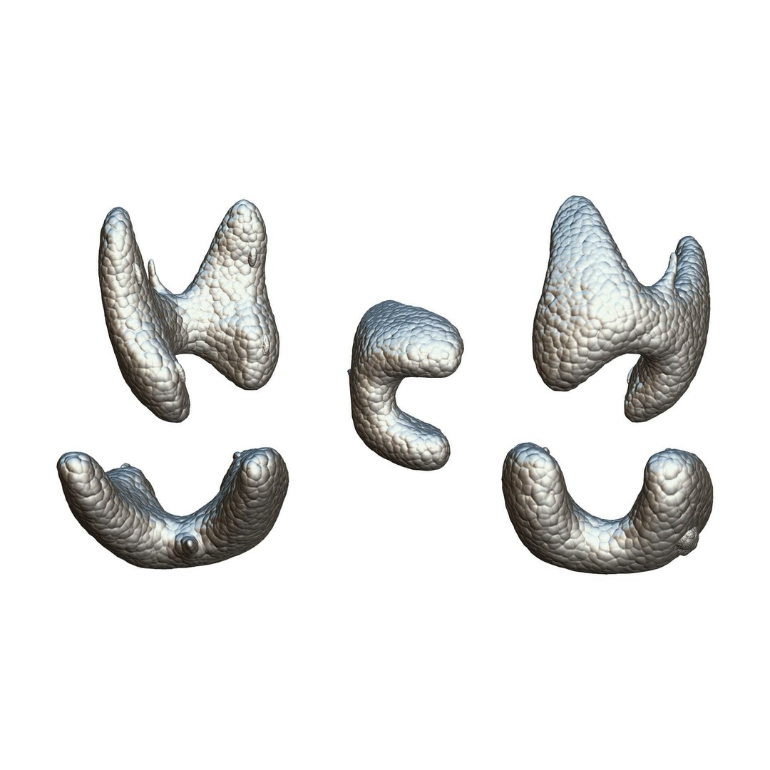 Healthy Thyroid 3D Model – Low Poly Medical Asset, FBX, OBJ - View 7