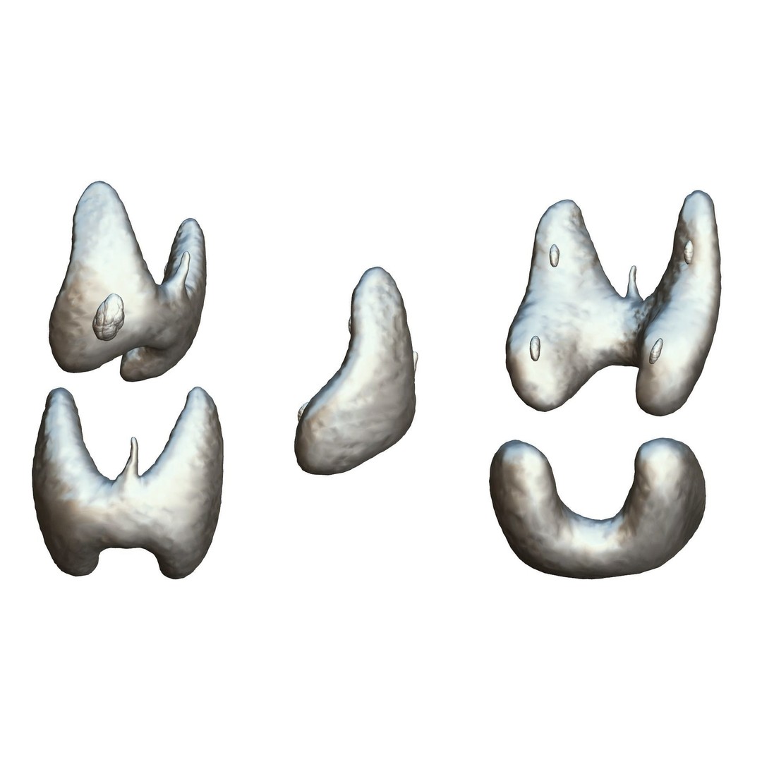 Healthy Thyroid 3D Model – Low Poly Medical Asset, FBX, OBJ - View 8