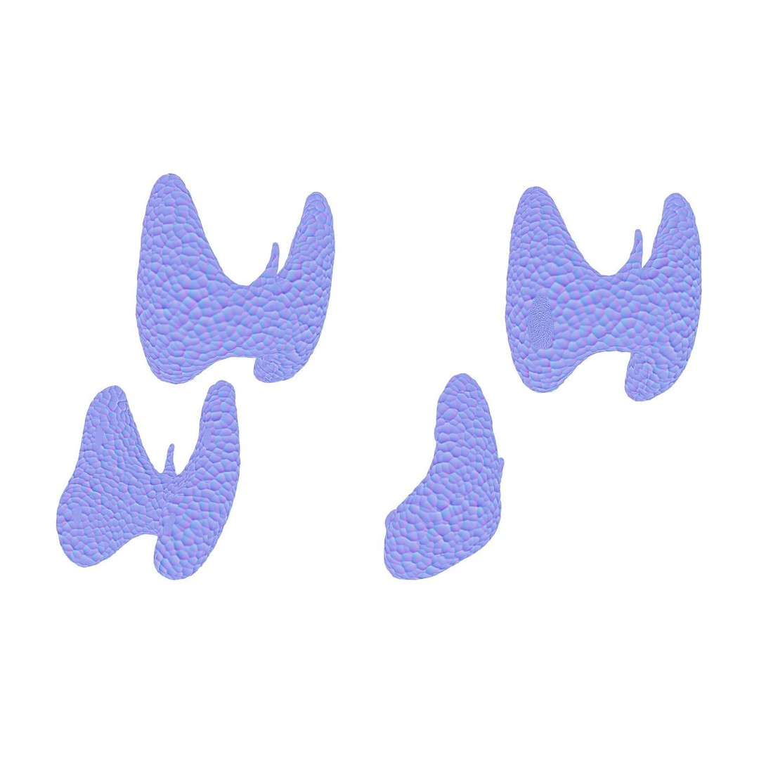 Healthy Thyroid 3D Model – Low Poly Medical Asset, FBX, OBJ - View 9