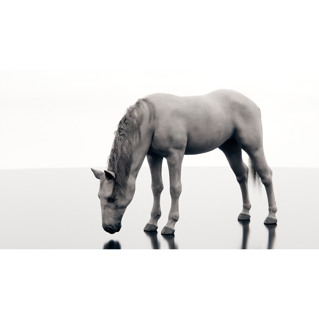 Horse 3D Model – Realistic Low-Poly Rigged Character for Animation - View 12