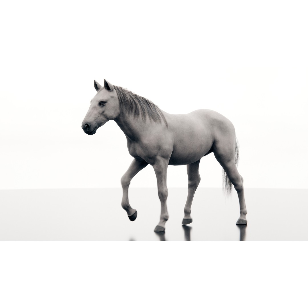 Horse 3D Model – Realistic Low-Poly Rigged Character for Animation - View 14
