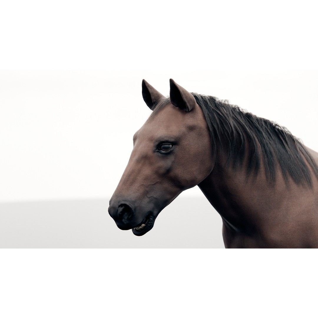 Horse 3D Model – Realistic Low-Poly Rigged Character for Animation - View 16