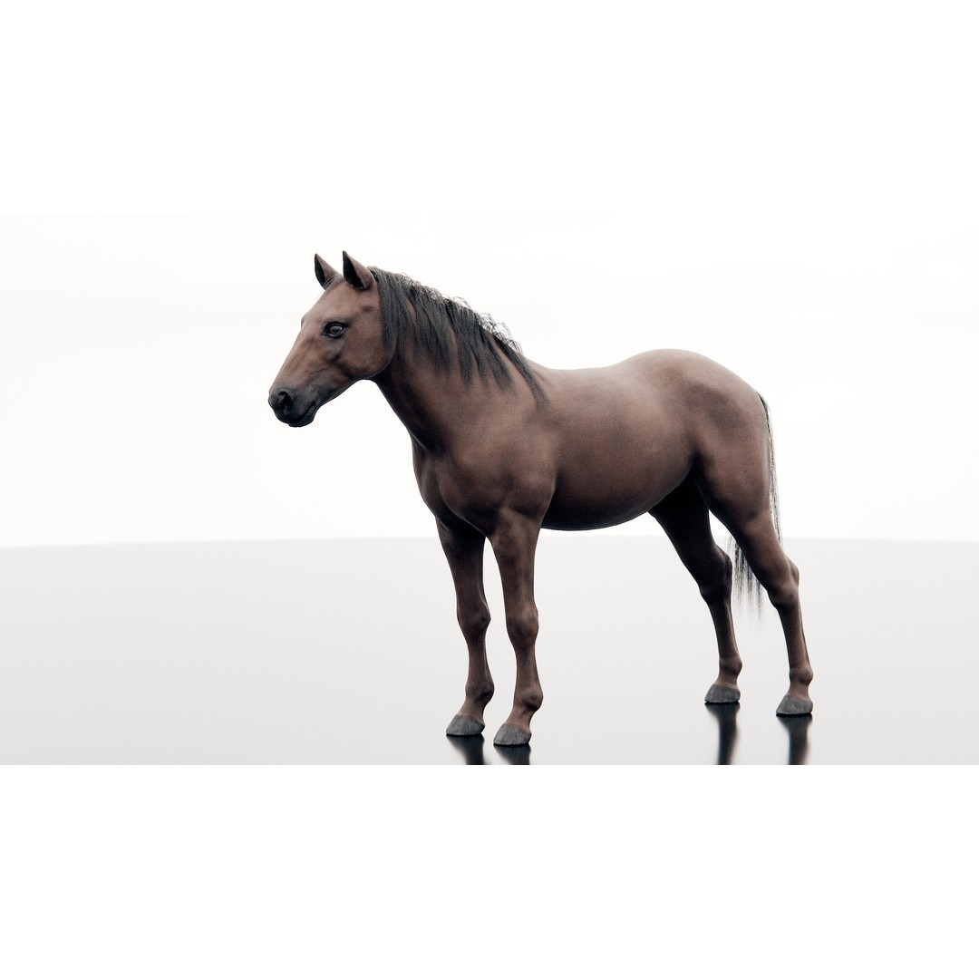 Horse 3D Model – Realistic Low-Poly Rigged Character for Animation - View 5