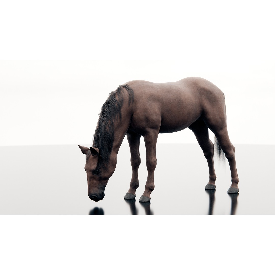Horse 3D Model – Realistic Low-Poly Rigged Character for Animation - View 8