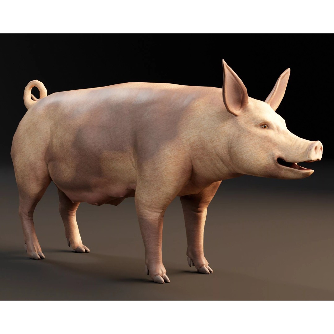 Pig 3D Model – Low Poly Animal Asset, FBX & OBJ Formats - View 3
