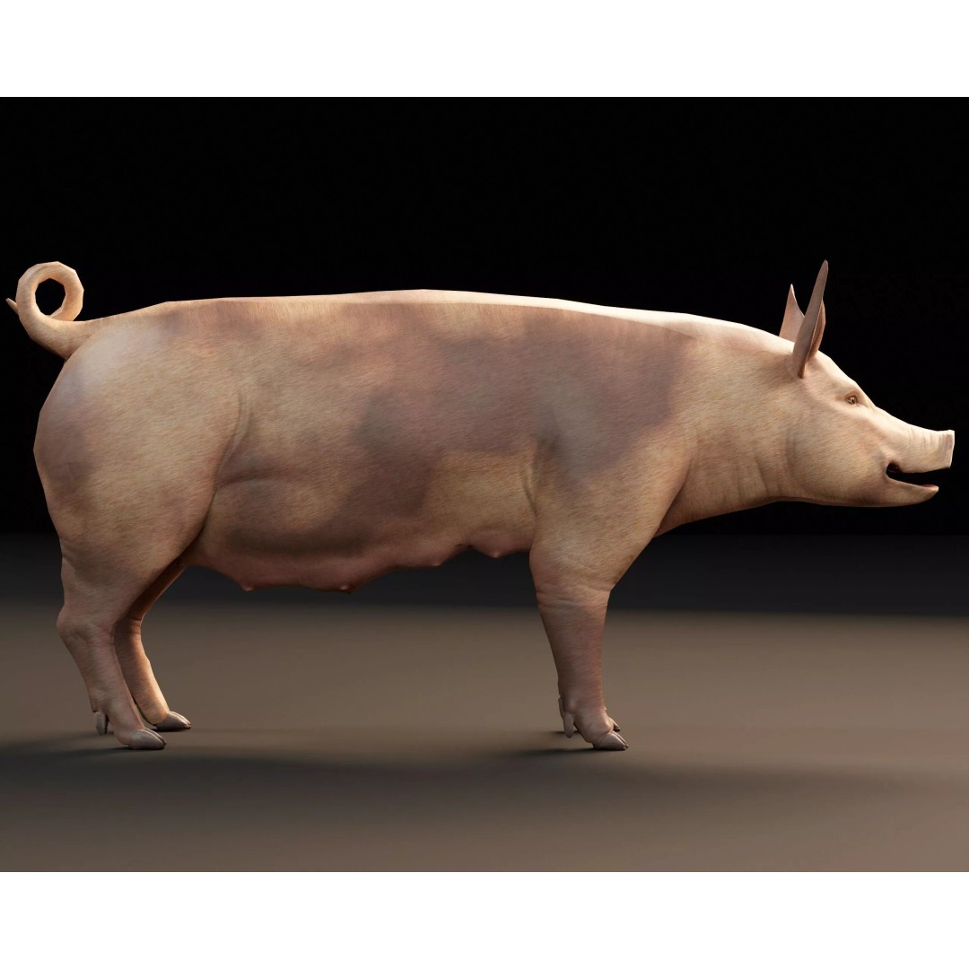Pig 3D Model – Low Poly Animal Asset, FBX & OBJ Formats - View 5