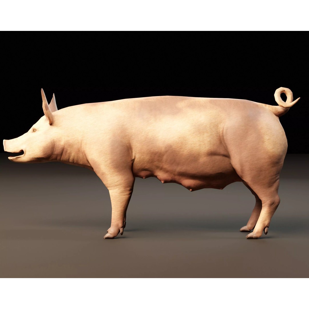 Pig 3D Model – Low Poly Animal Asset, FBX & OBJ Formats - View 9
