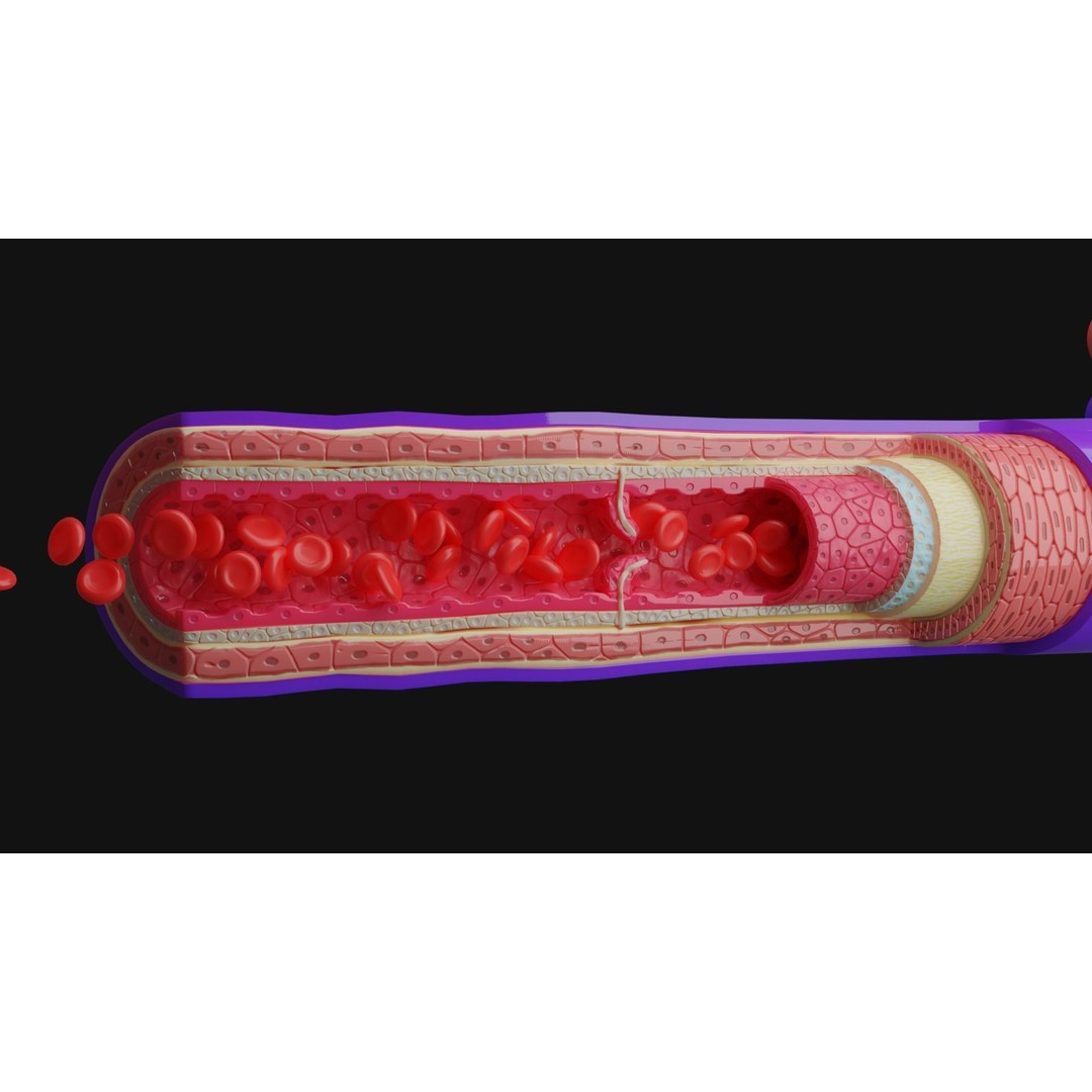 Blood Vessels Anatomy 3D Model – High Poly PBR Asset, FBX, OBJ - View 10
