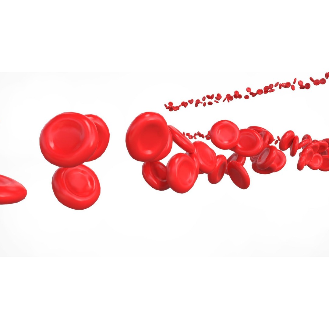 Blood Vessels Anatomy 3D Model – High Poly PBR Asset, FBX, OBJ - View 13