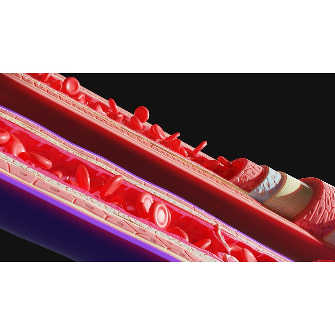 Blood Vessels Anatomy 3D Model – High Poly PBR Asset, FBX, OBJ - View 3