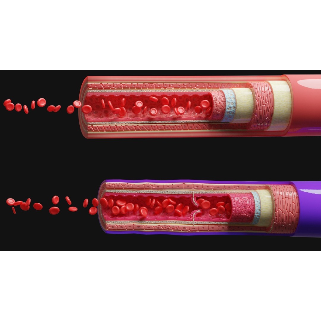 Blood Vessels Anatomy 3D Model – High Poly PBR Asset, FBX, OBJ - View 4