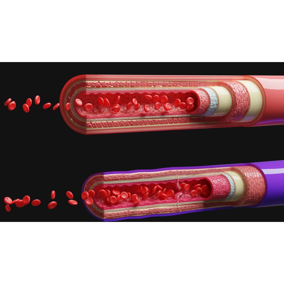 Blood Vessels Anatomy 3D Model – High Poly PBR Asset, FBX, OBJ - View 5