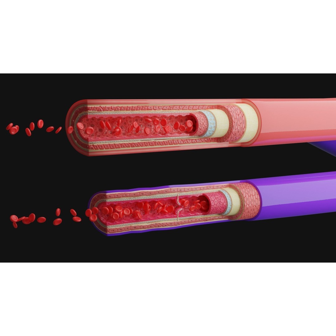 Blood Vessels Anatomy 3D Model – High Poly PBR Asset, FBX, OBJ - View 6