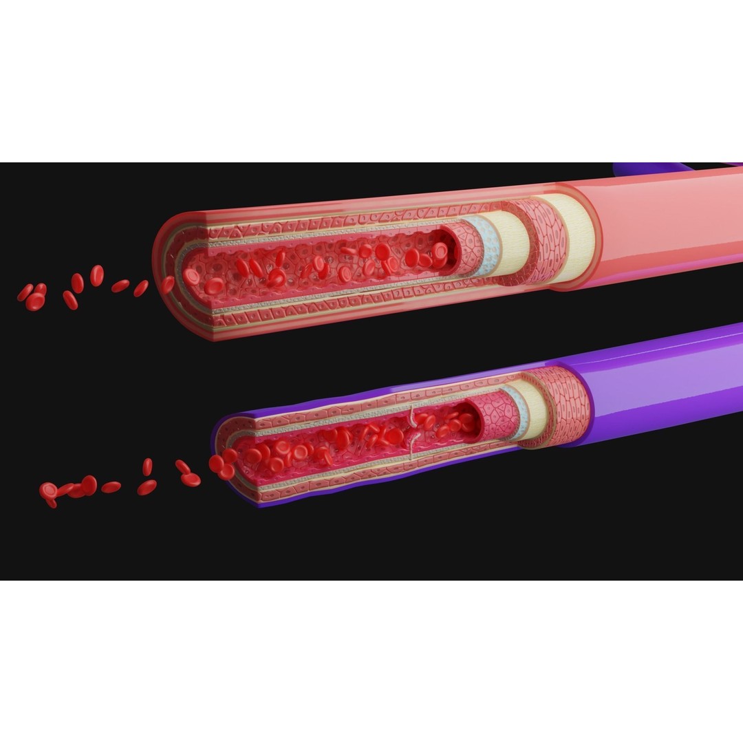 Blood Vessels Anatomy 3D Model – High Poly PBR Asset, FBX, OBJ - View 8
