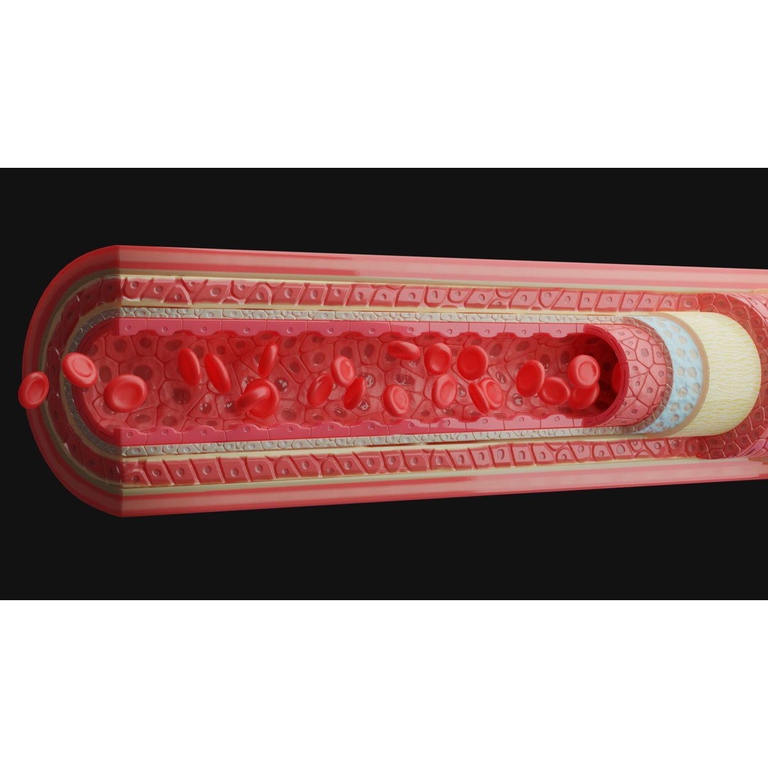 Blood Vessels Anatomy 3D Model – High Poly PBR Asset, FBX, OBJ - View 9