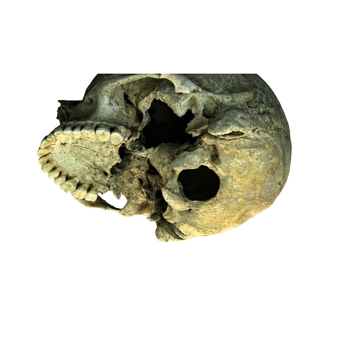 Ancient Human Skull 3D Model – Low Poly Scanned Asset, OBJ/FBX - View 10