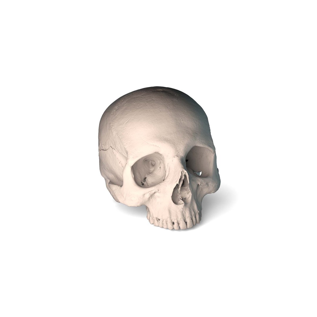 Ancient Human Skull 3D Model – Low Poly Scanned Asset, OBJ/FBX - View 11