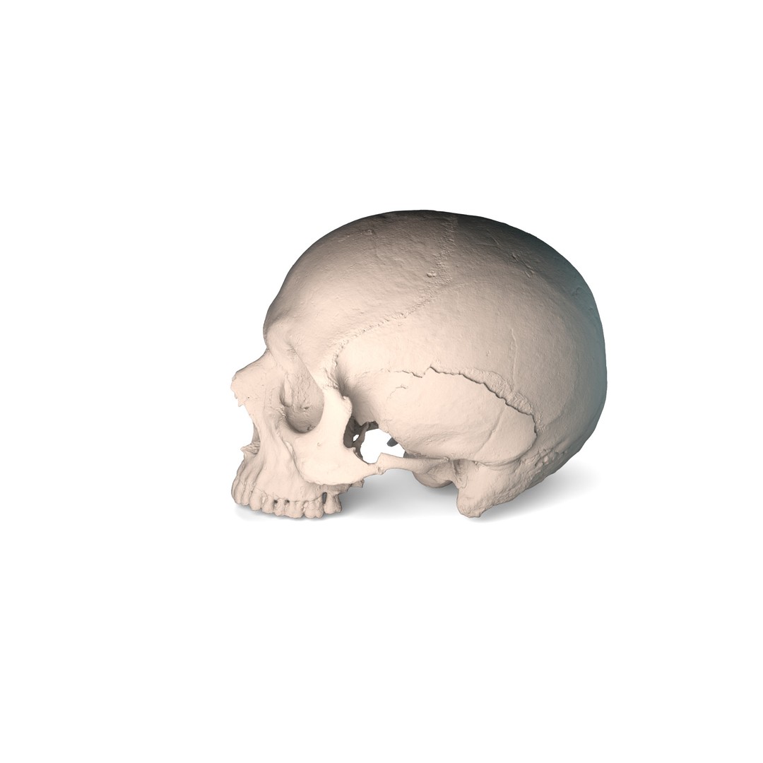 Ancient Human Skull 3D Model – Low Poly Scanned Asset, OBJ/FBX - View 12