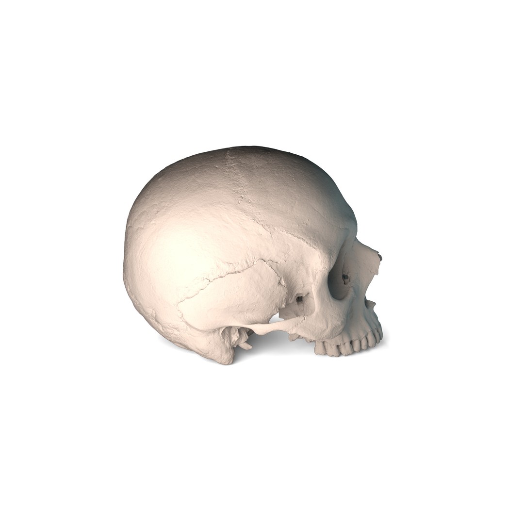 Ancient Human Skull 3D Model – Low Poly Scanned Asset, OBJ/FBX - View 13