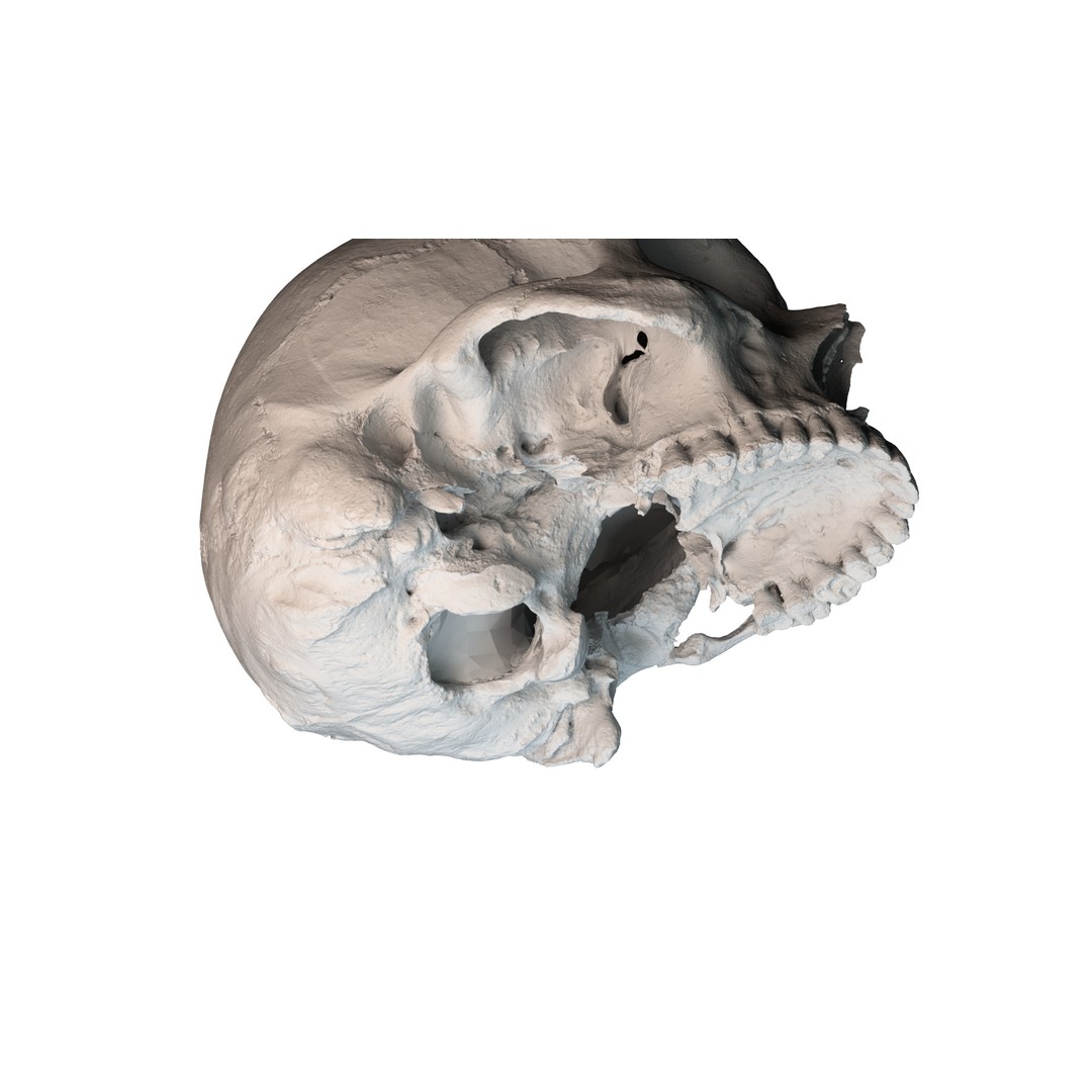 Ancient Human Skull 3D Model – Low Poly Scanned Asset, OBJ/FBX - View 14