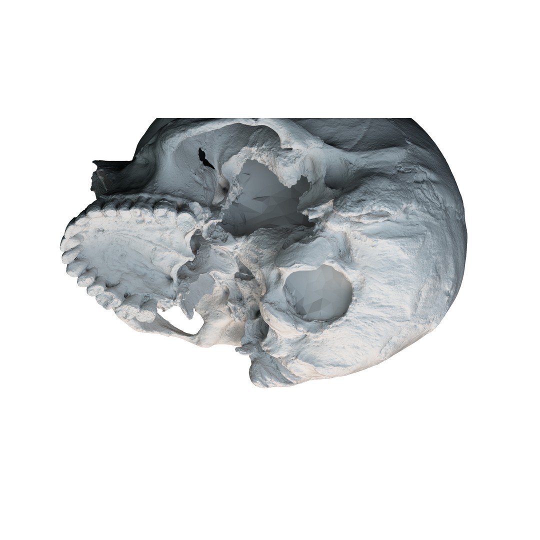 Ancient Human Skull 3D Model – Low Poly Scanned Asset, OBJ/FBX - View 15