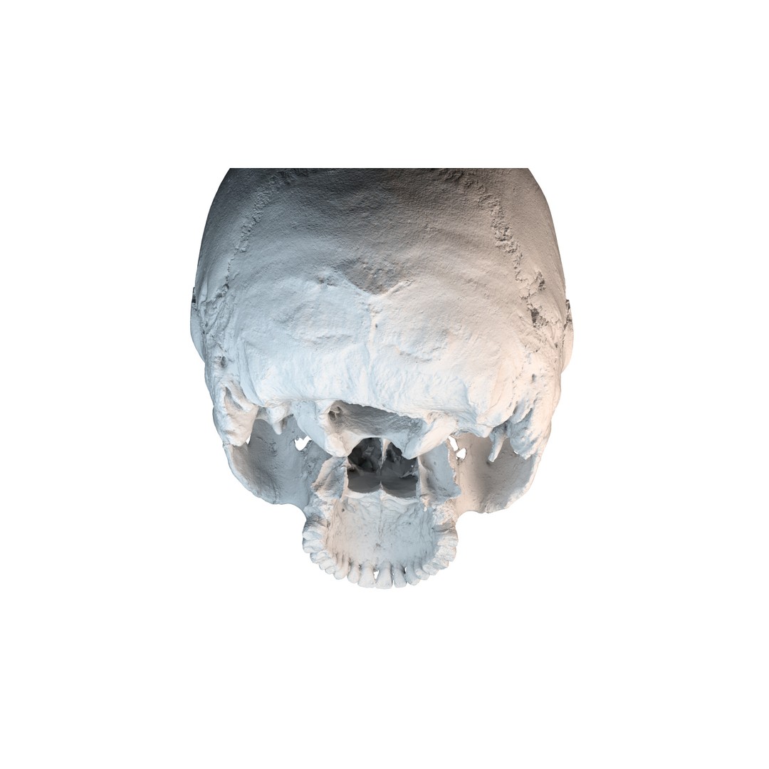 Ancient Human Skull 3D Model – Low Poly Scanned Asset, OBJ/FBX - View 16