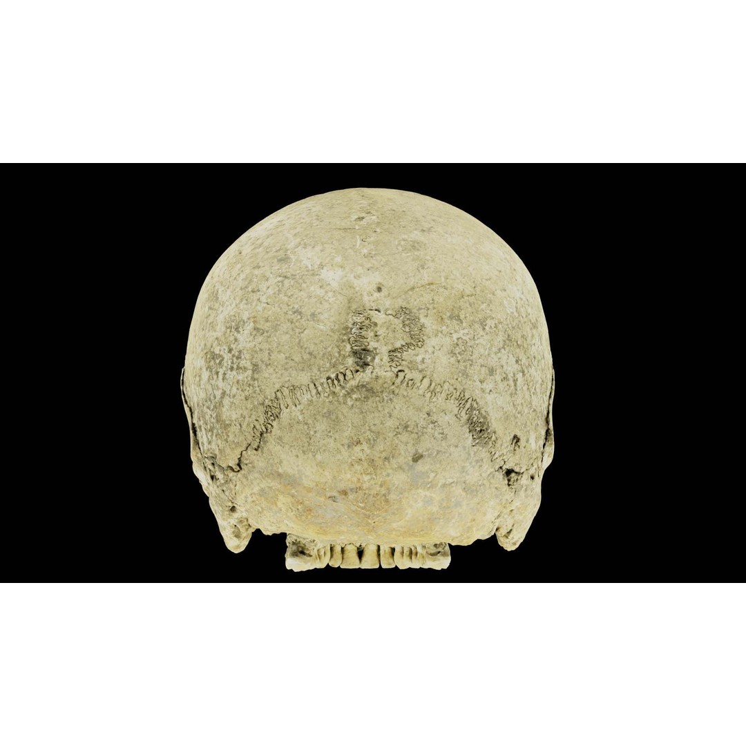 Ancient Human Skull 3D Model – Low Poly Scanned Asset, OBJ/FBX - View 17