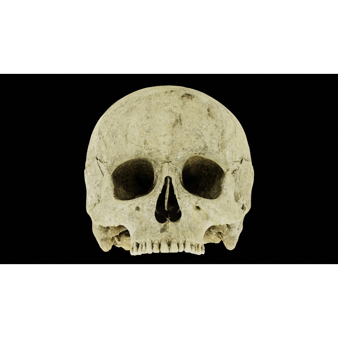Ancient Human Skull 3D Model – Low Poly Scanned Asset, OBJ/FBX - View 18