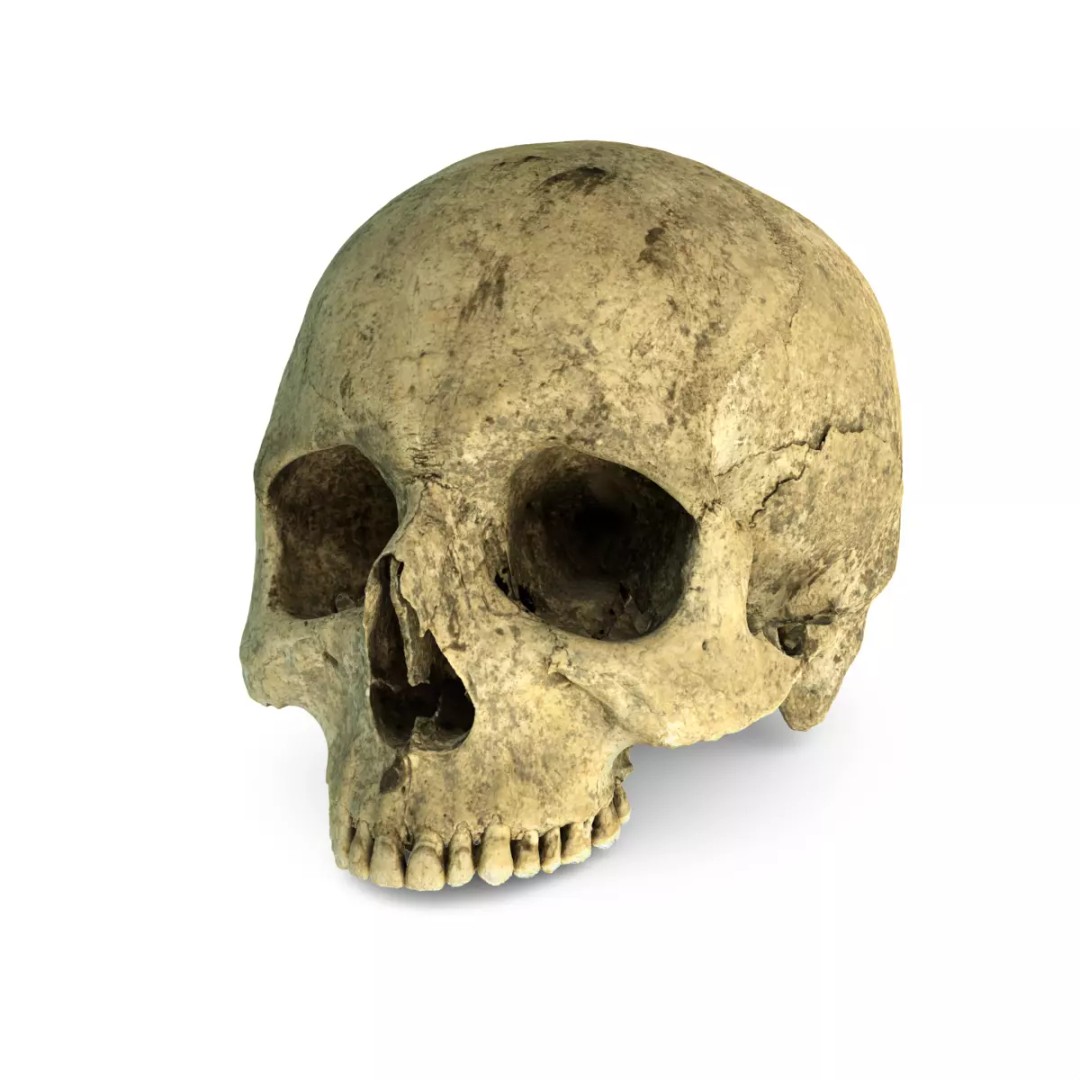 Ancient Human Skull 3D Model – Low Poly Scanned Asset, OBJ/FBX - View 2