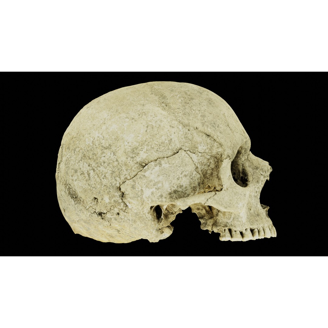 Ancient Human Skull 3D Model – Low Poly Scanned Asset, OBJ/FBX - View 20