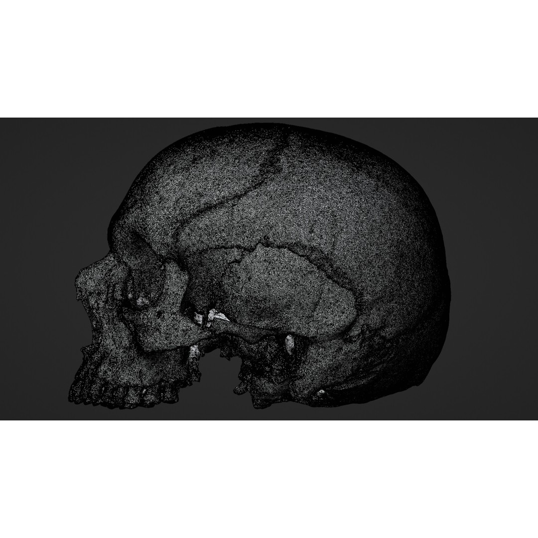 Ancient Human Skull 3D Model – Low Poly Scanned Asset, OBJ/FBX - View 21