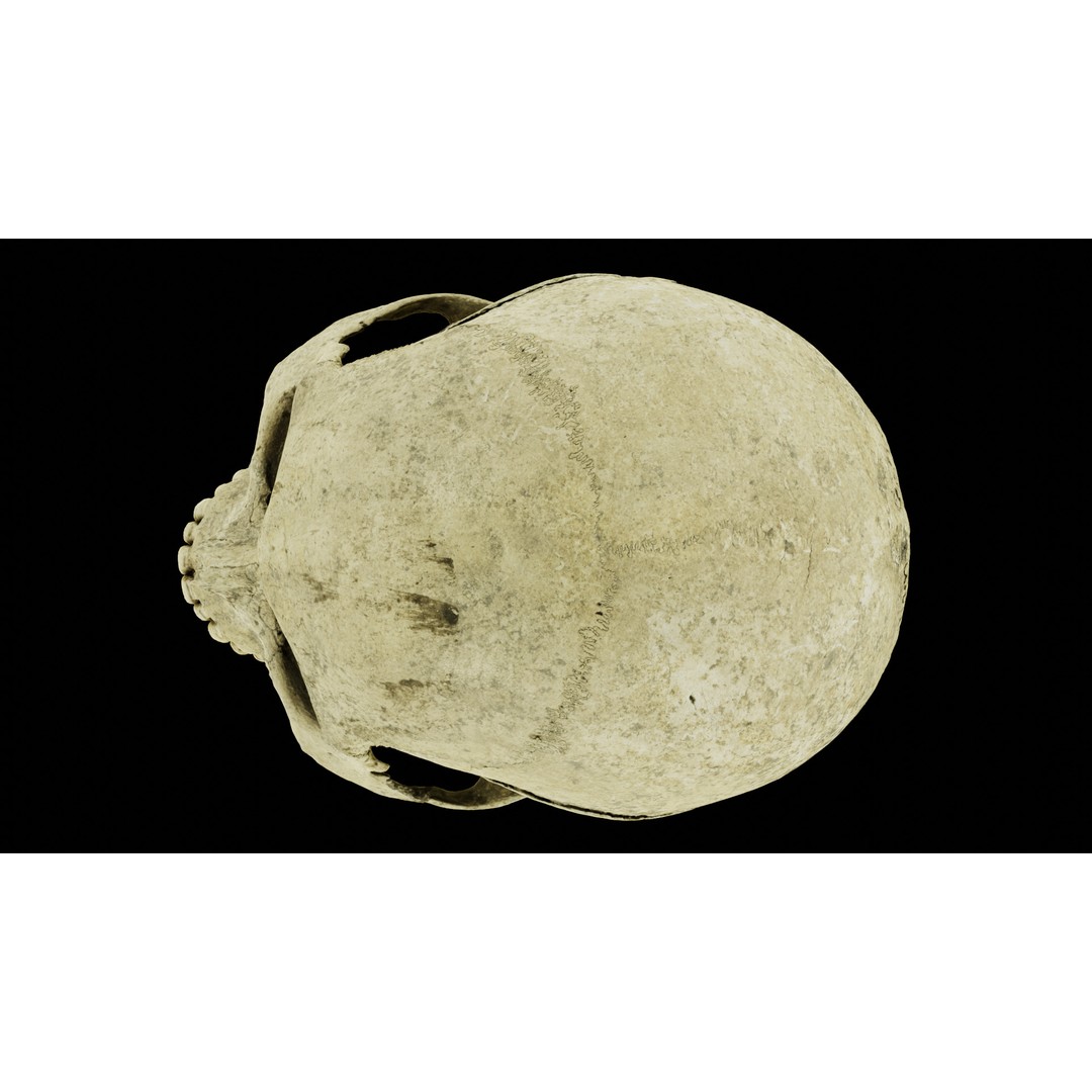 Ancient Human Skull 3D Model – Low Poly Scanned Asset, OBJ/FBX - View 22