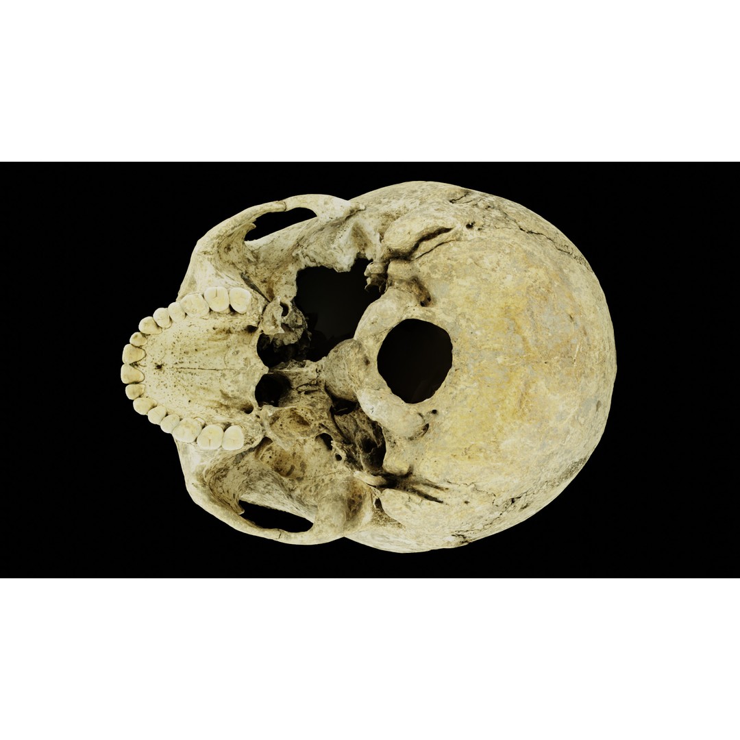 Ancient Human Skull 3D Model – Low Poly Scanned Asset, OBJ/FBX - View 23