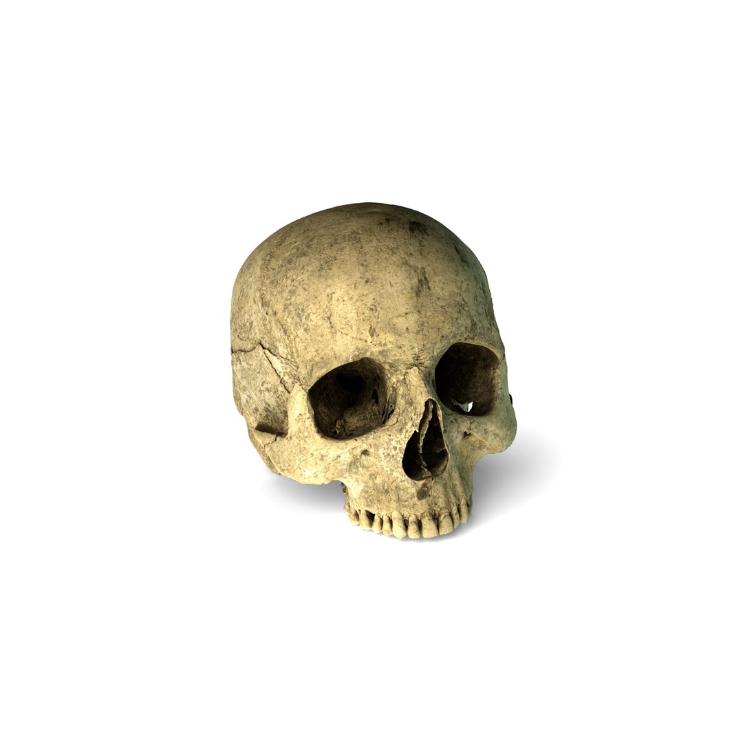Ancient Human Skull 3D Model – Low Poly Scanned Asset, OBJ/FBX - View 5