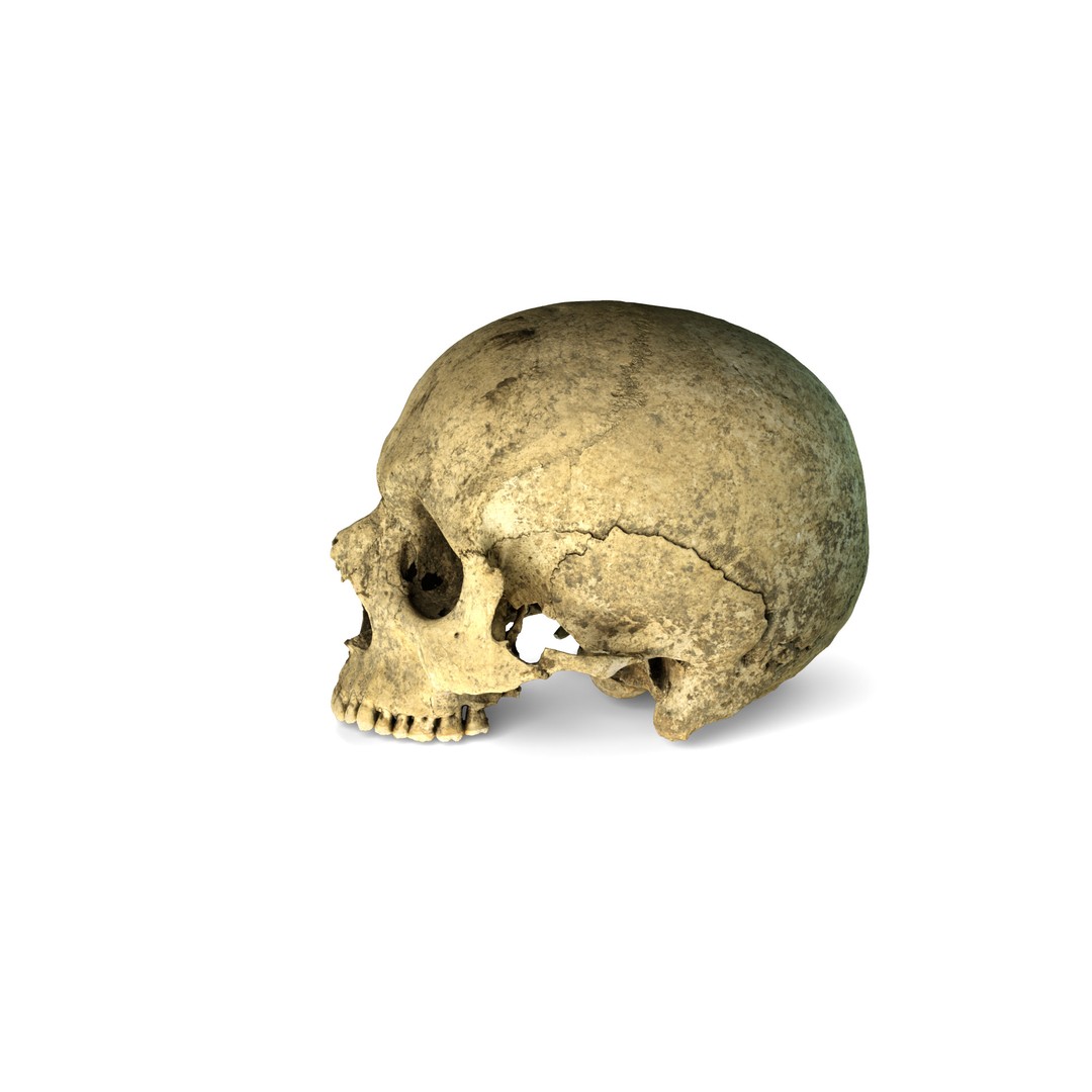 Ancient Human Skull 3D Model – Low Poly Scanned Asset, OBJ/FBX - View 6