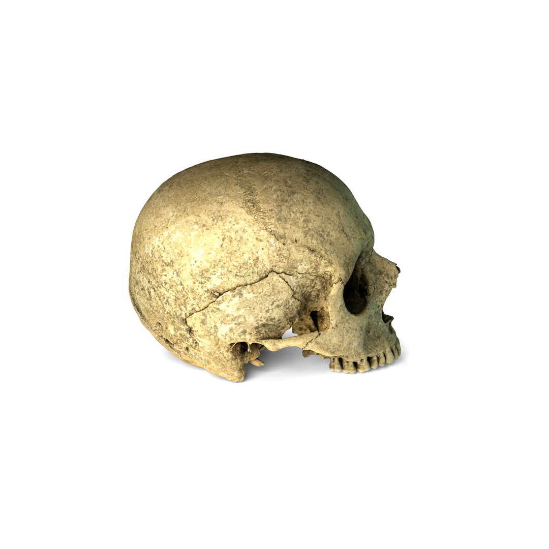 Ancient Human Skull 3D Model – Low Poly Scanned Asset, OBJ/FBX - View 7