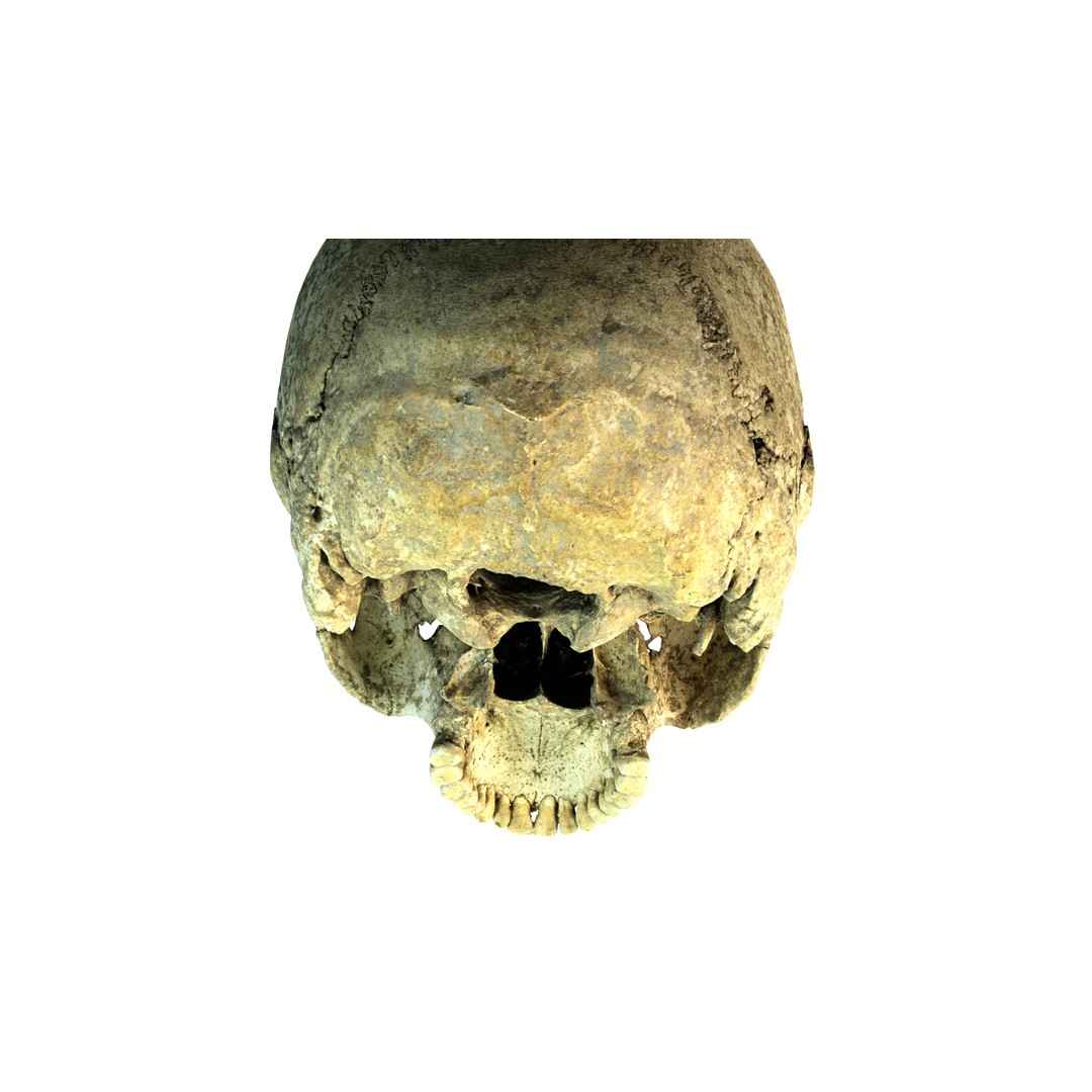 Ancient Human Skull 3D Model – Low Poly Scanned Asset, OBJ/FBX - View 8