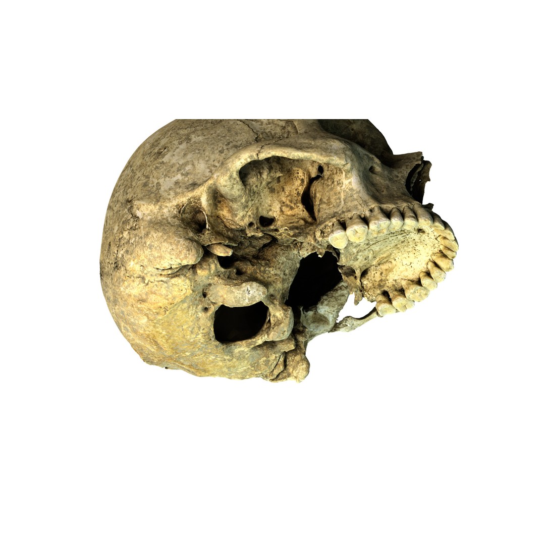 Ancient Human Skull 3D Model – Low Poly Scanned Asset, OBJ/FBX - View 9
