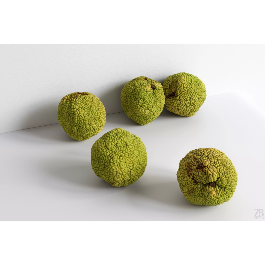 Osage Orange 3D Model – High Poly PBR Asset, FBX and OBJ Formats - View 2