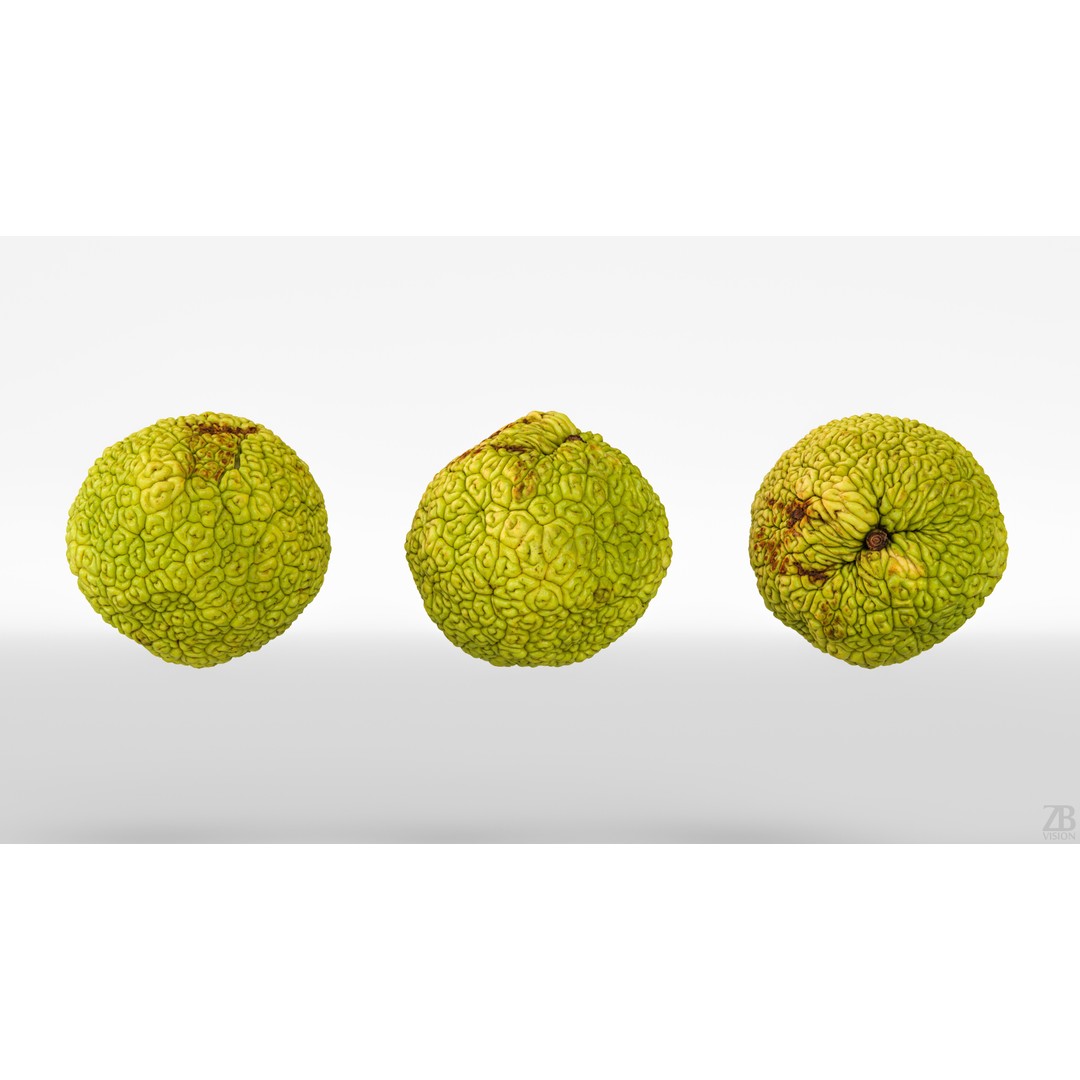 Osage Orange 3D Model – High Poly PBR Asset, FBX and OBJ Formats - View 6