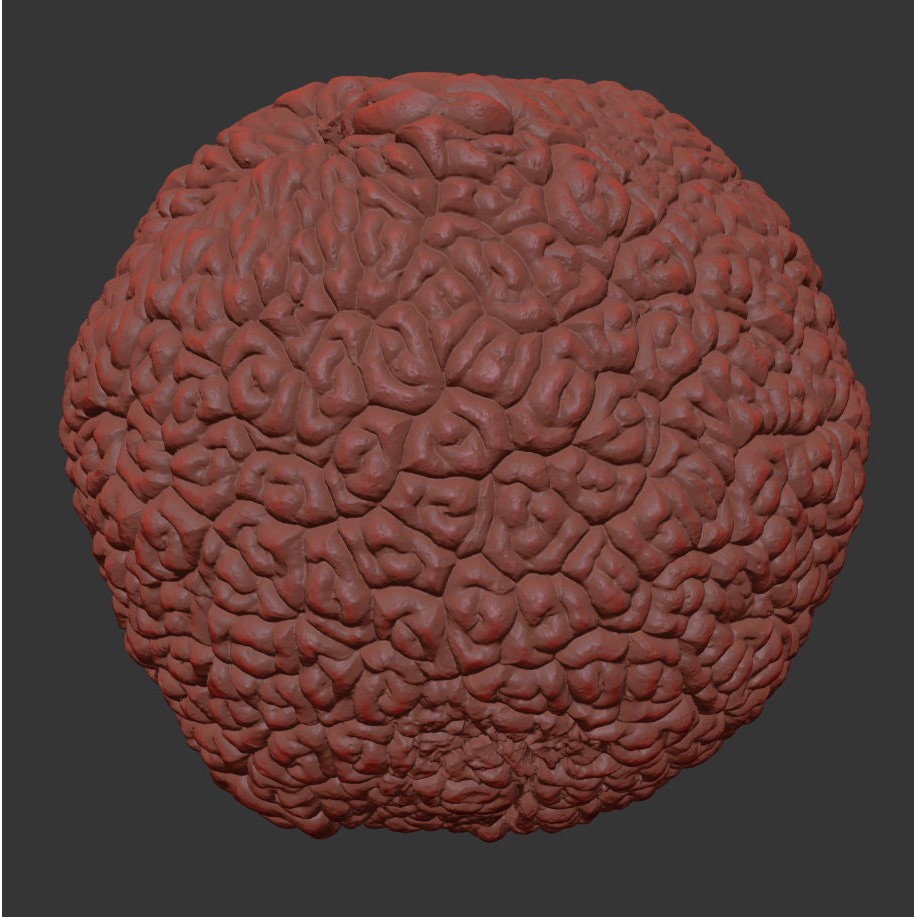 Osage Orange 3D Model – High Poly PBR Asset, FBX and OBJ Formats - View 9